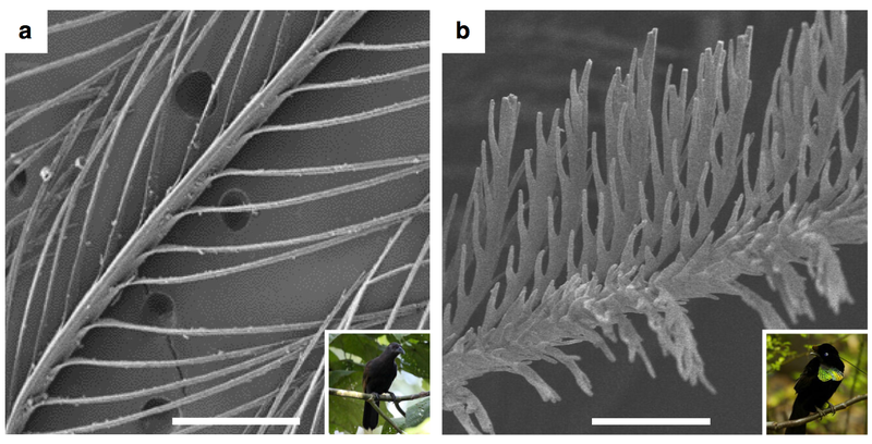 Las diferencias estructurales entre una especie con plumas negras y una especie con plumas âsupernegrasâ. Imagen: McCoy et al.
